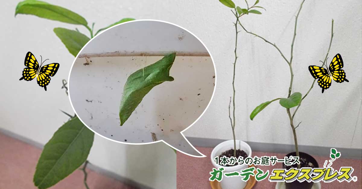 アゲハ蝶の幼虫に葉っぱを食べられた！！】レモンの葉っぱを食べる幼虫の対処法（事例付き）
